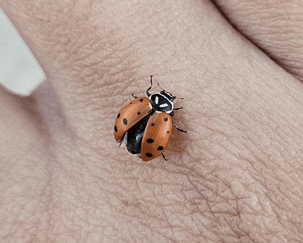 a little ladybug on my hand